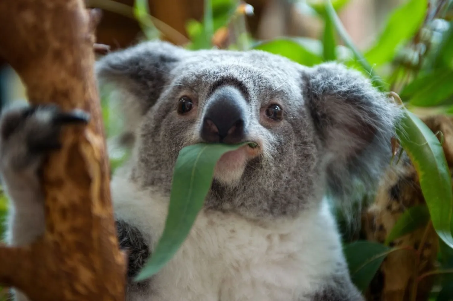 A female koala eats eucalyptus leaves. (Getty Images)