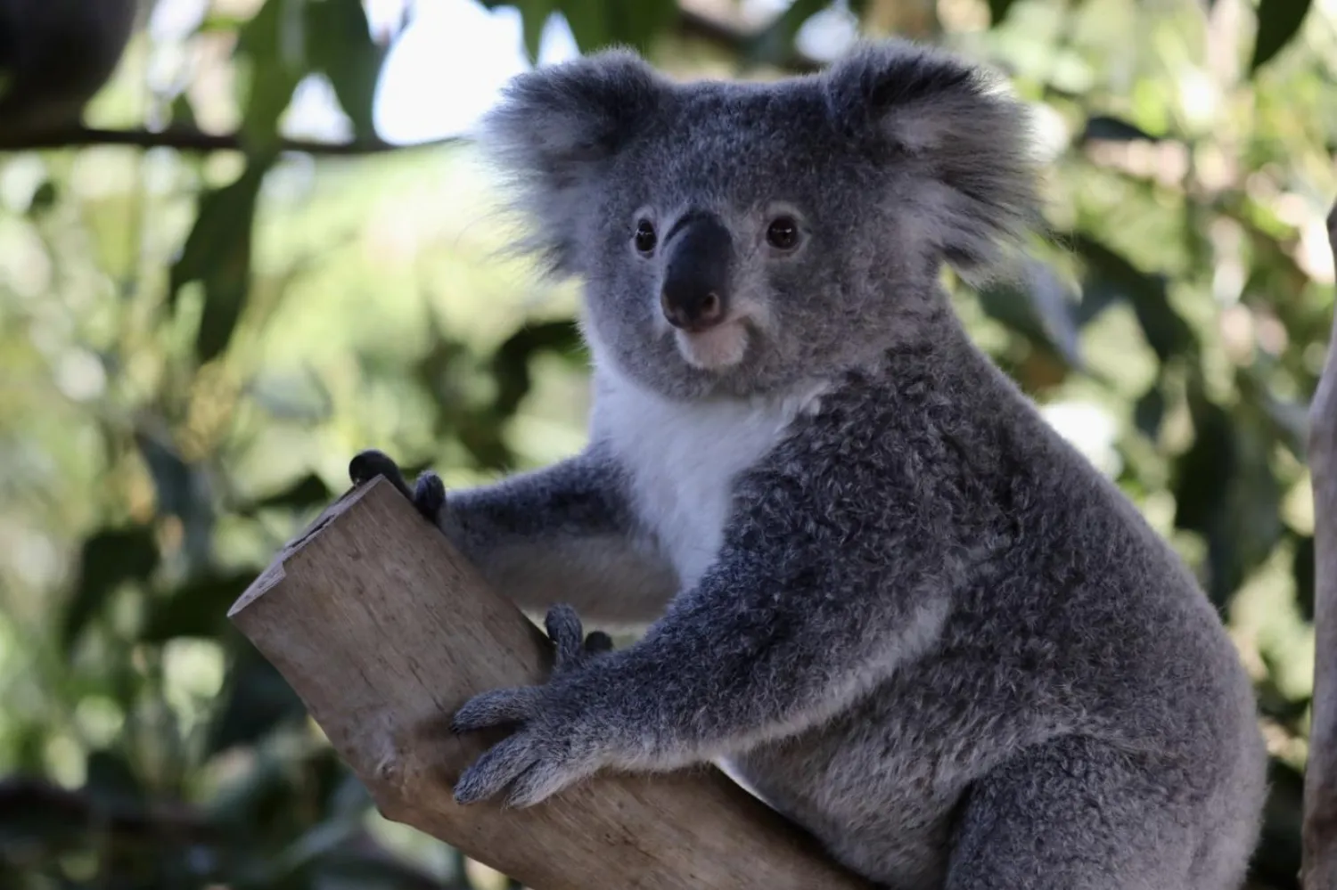  Bir yardım kuruluşuna göre Avustralya'daki koala popülasyonu azalıyor (Reuters)
