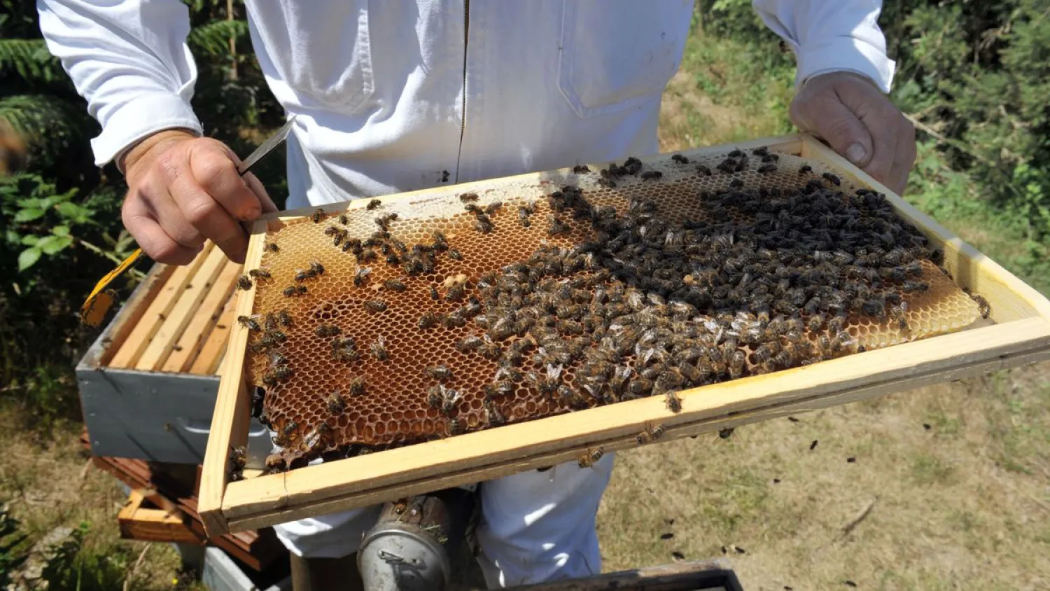 Fred Tanneau, AFP | Bad weather is taking a toll on France’s honey output.
