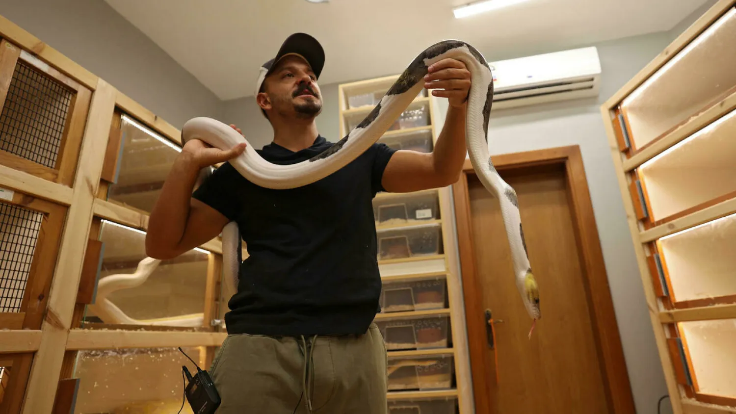 Saudi breeder Faisal Malaikah carries a reticulated python at his house in the Red Sea resort of Jeddah. Fayez Nureldine AFP
