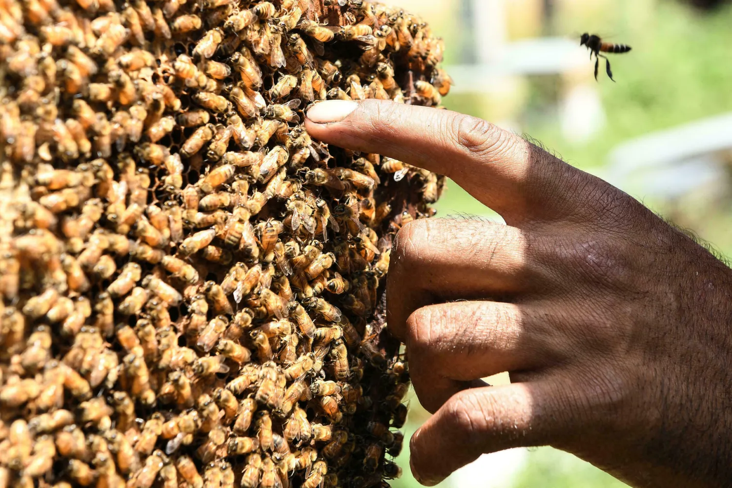 Dozens of Kashmiri beekeepers send their hives hundreds of kilometers away in the autumn to avoid the winter months. NARINDER NANU AFP
