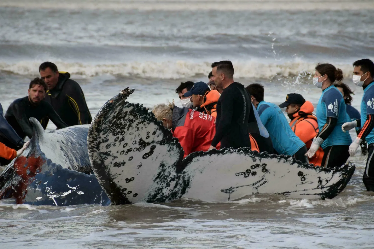 In this handout photo released by Mundo Marino Foundation, rescuers help a stranded humpback whale on a beach in Argentina, south of Buenos Aires, October 3, 2021 - FUNDACION MUNDO MARINO/AFP
