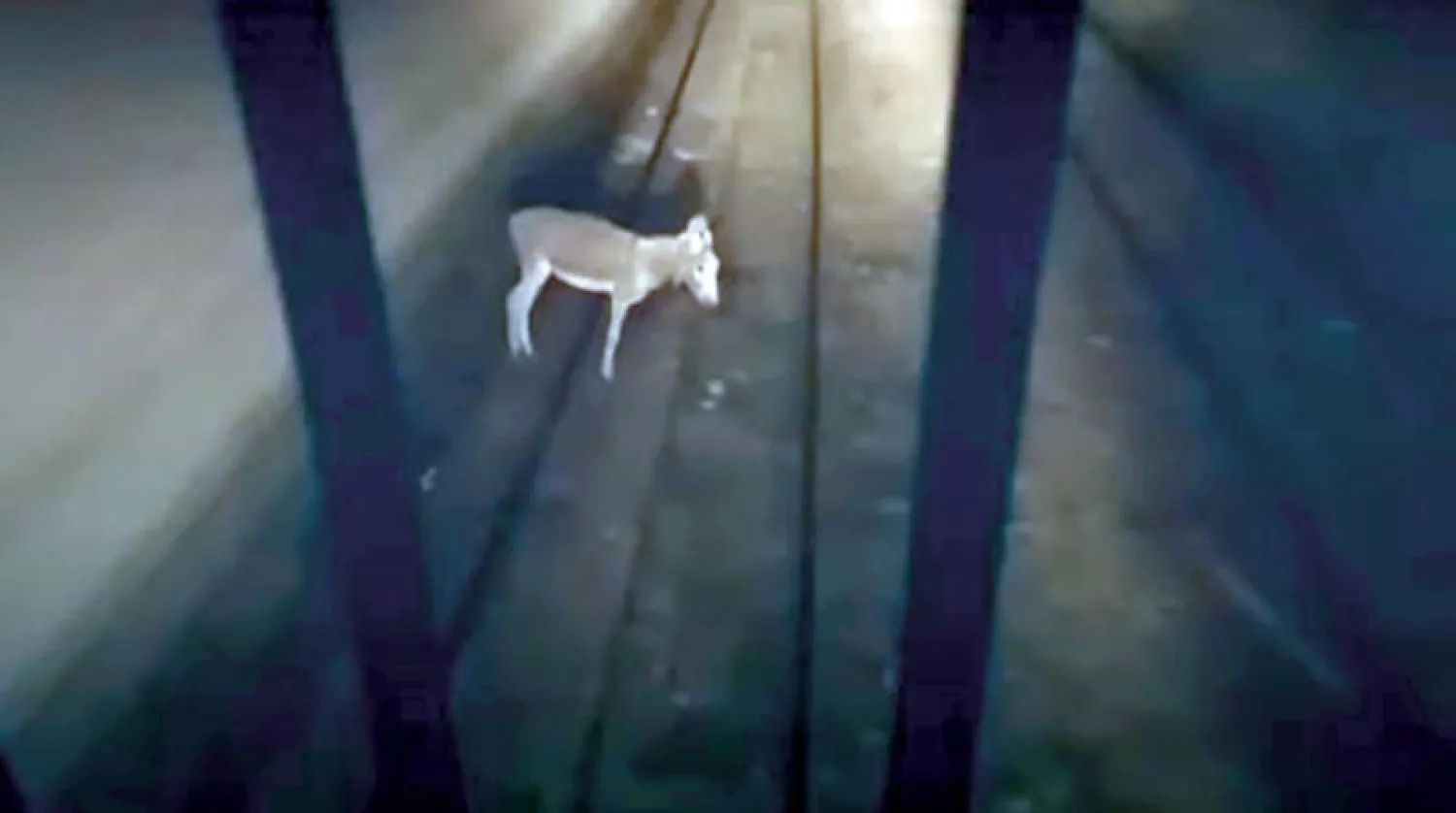 الحمار مربوط على شريط السكة الحديد