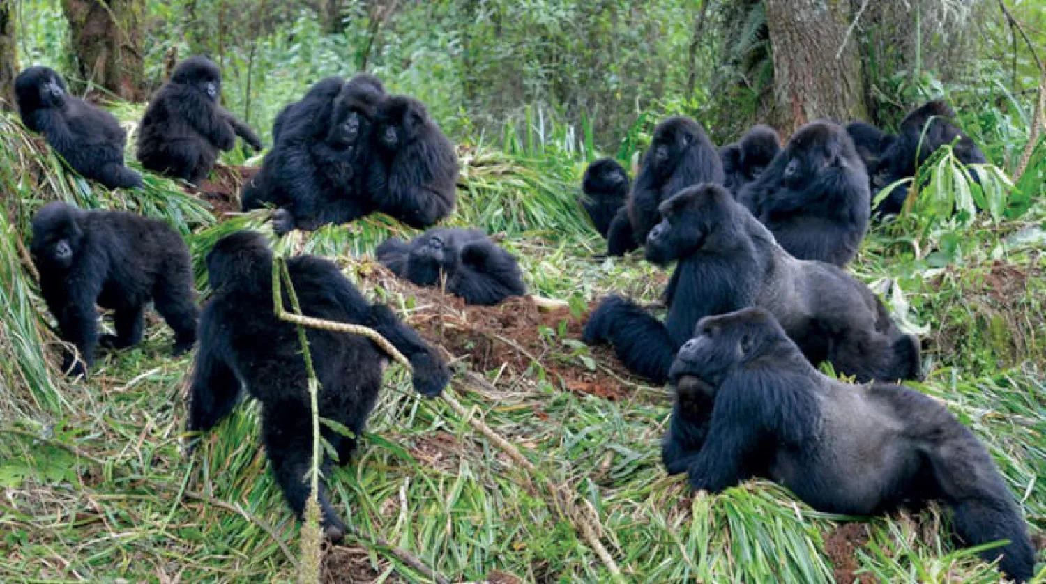الغوريلات تلتزم التباعد الاجتماعي لمنع انتشار الأمراض (أ.ب)