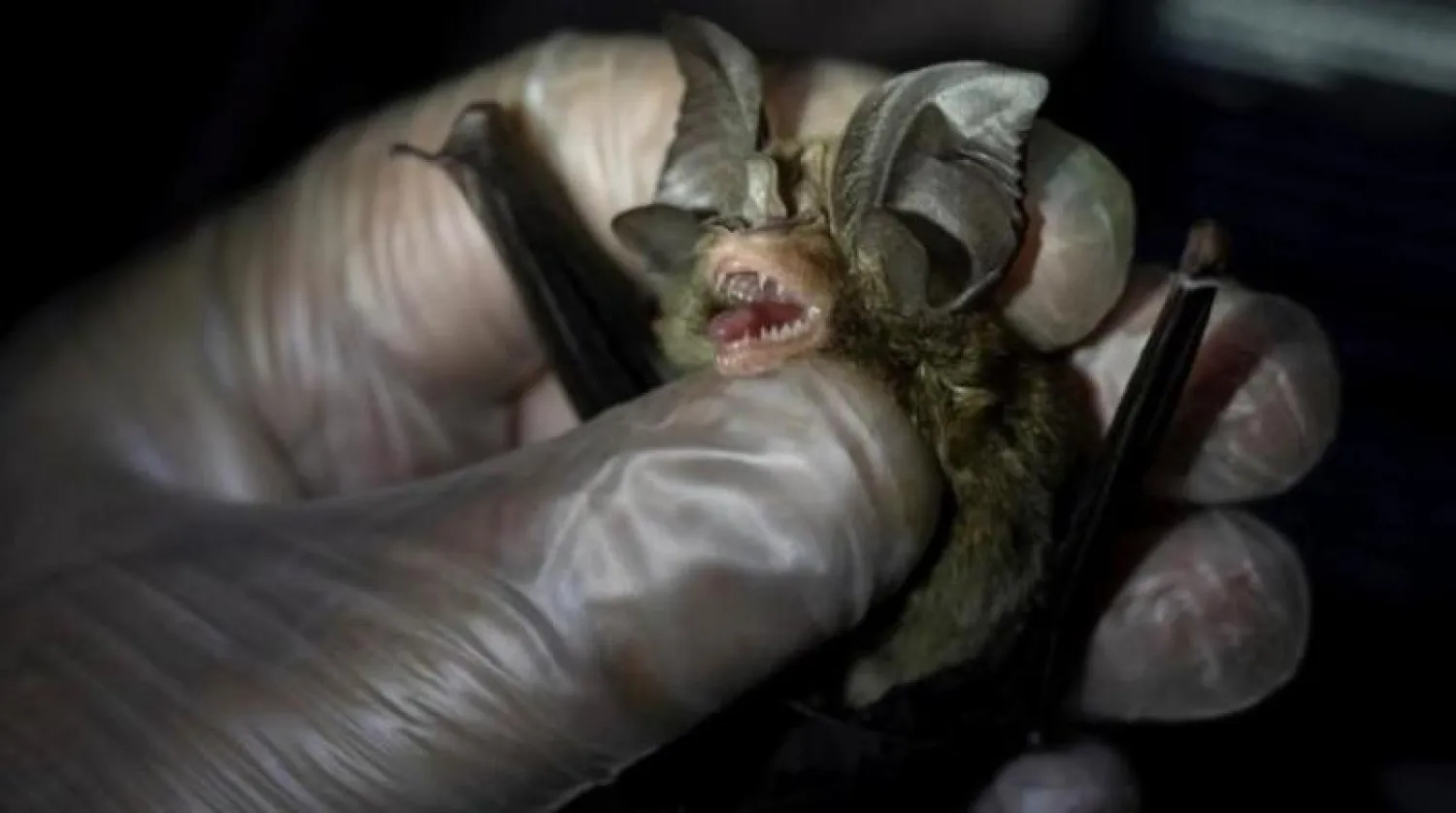 الباحثون نفوا نشأة الفيروس في كهف «موجيانغ» (أرشيف - رويترز)