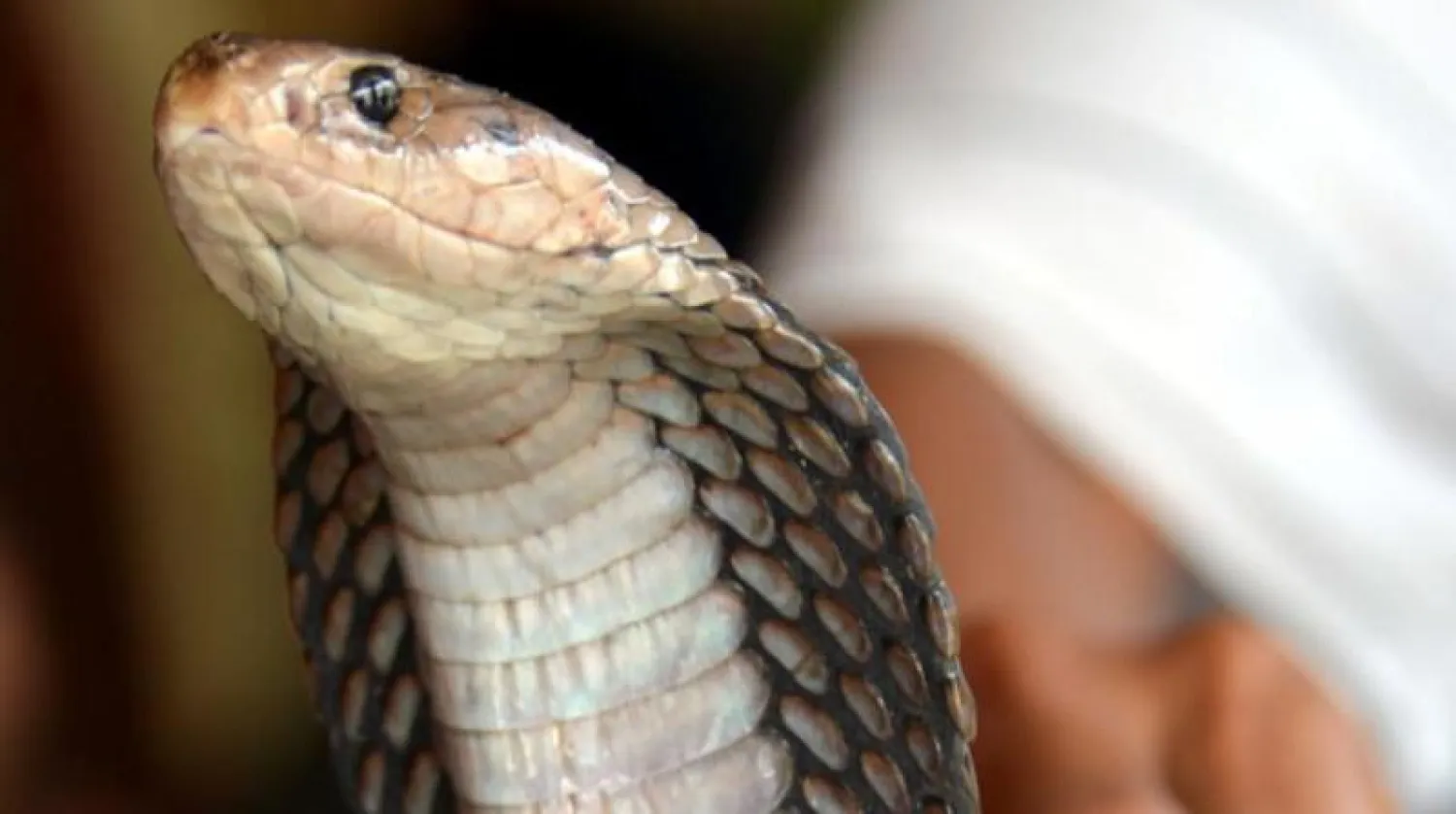 أفعى الكوبرا (أ.ف.ب)