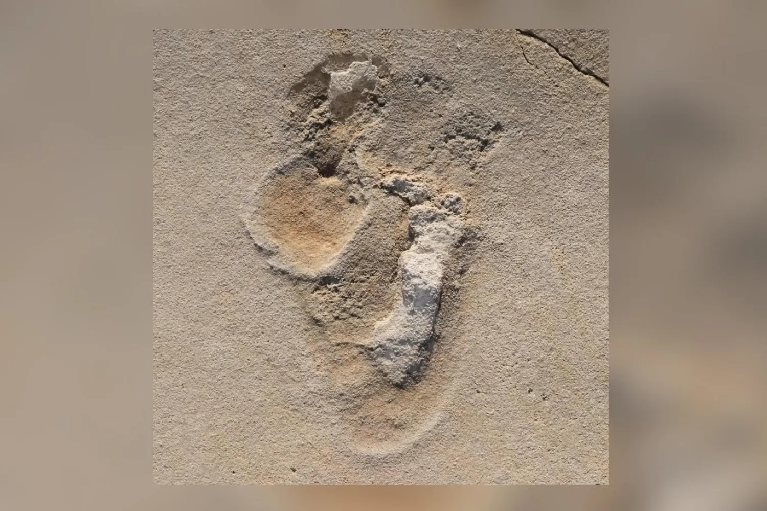 Fotoğrafta görülen izin de yer aldığı 50 ayak izinin şeklini inceleyen bilim insanları, bunları eski bir hominin türüyle ilişkilendiriyor (Per Ahlberg, Uppsala Üniversitesi)