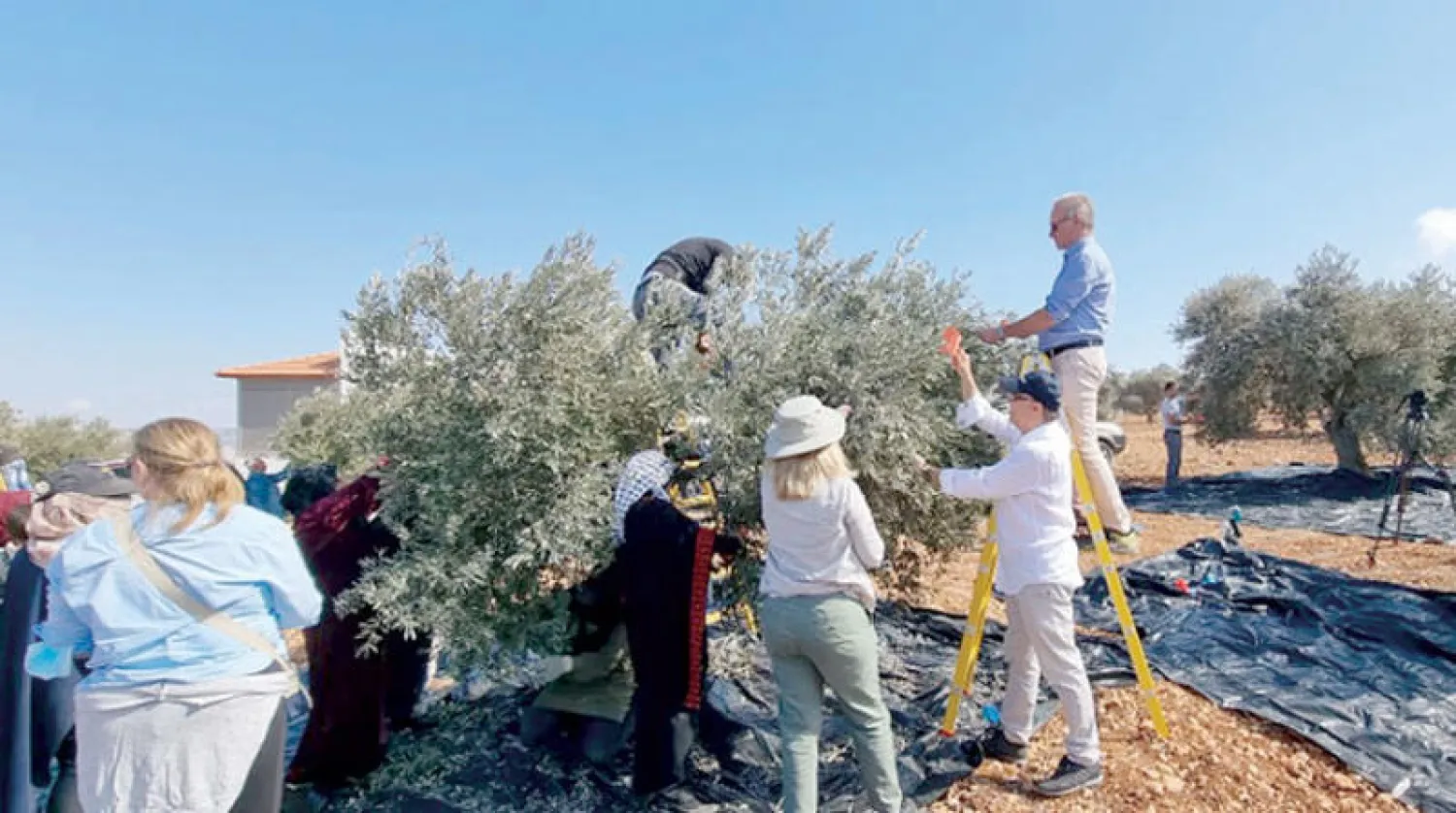 قناصل وسفراء أوروبيون يشاركون مزارعين فلسطينيين في قطف ثمار الزيتون قرب نابلس (وفا)