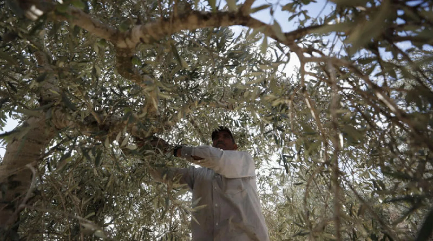 فلسطيني يشارك في قطاف الزيتون قرب نابلس بالضفة الغربية في 16 أكتوبر الجاري (رويترز)
