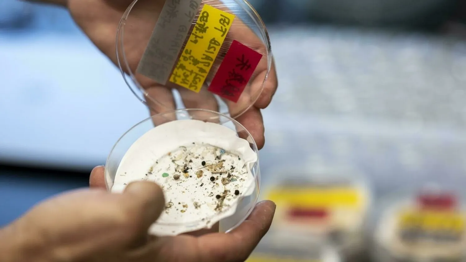 Tiny floating fragments from plastic packaging, synthetic clothing and fishing nets have proliferated over the past four decades, and are now found in every part of the world's oceans. Charly TRIBALLEAU AFP
