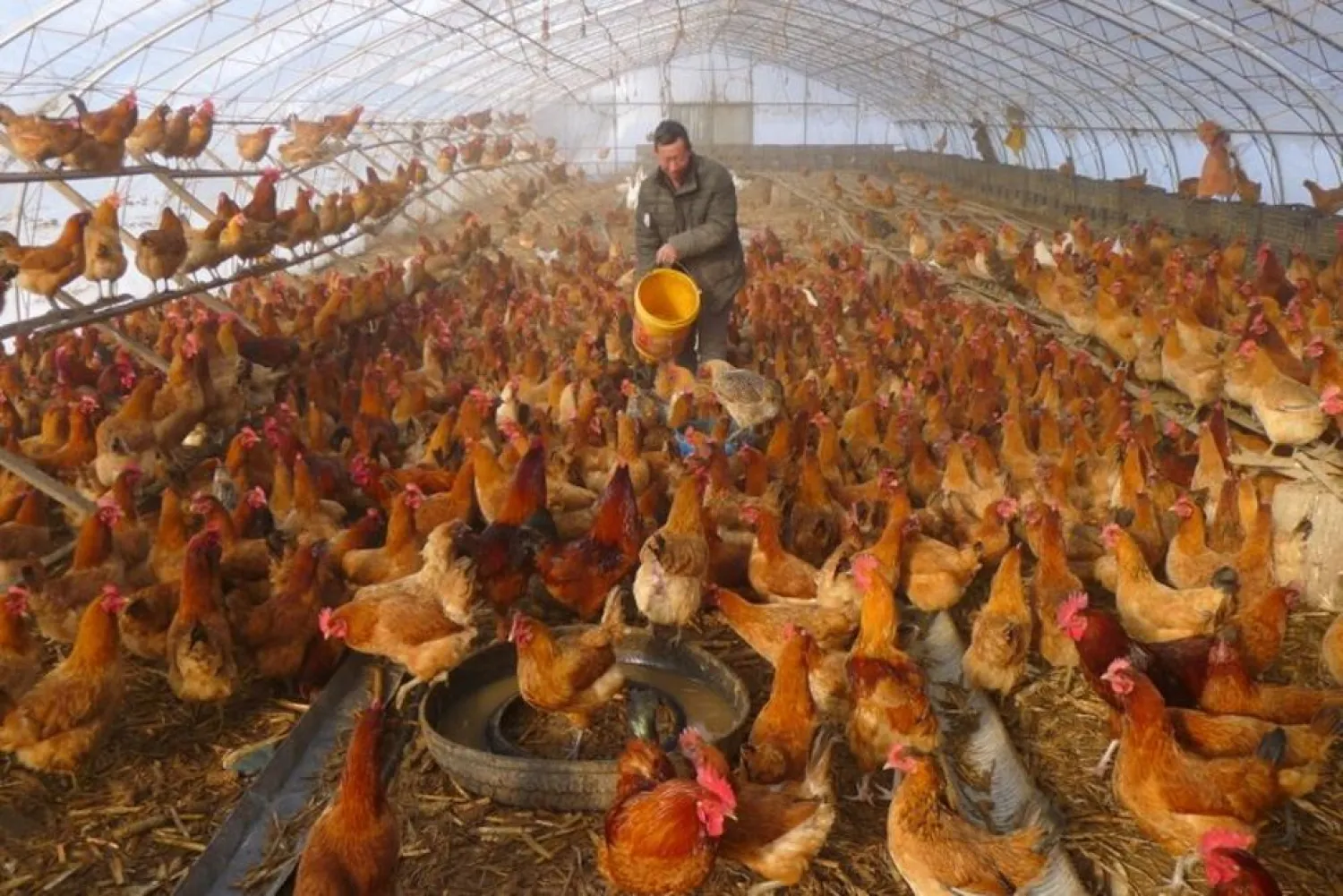 A man provides water for chickens inside a greenhouse at a farm in Heihe, Heilongjiang province, China November 17, 2019. (Reuters)
