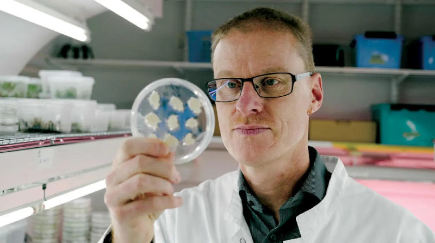 الباحث هيكو ريشر يعرض خلايا من القهوة (أ.ف.ب)