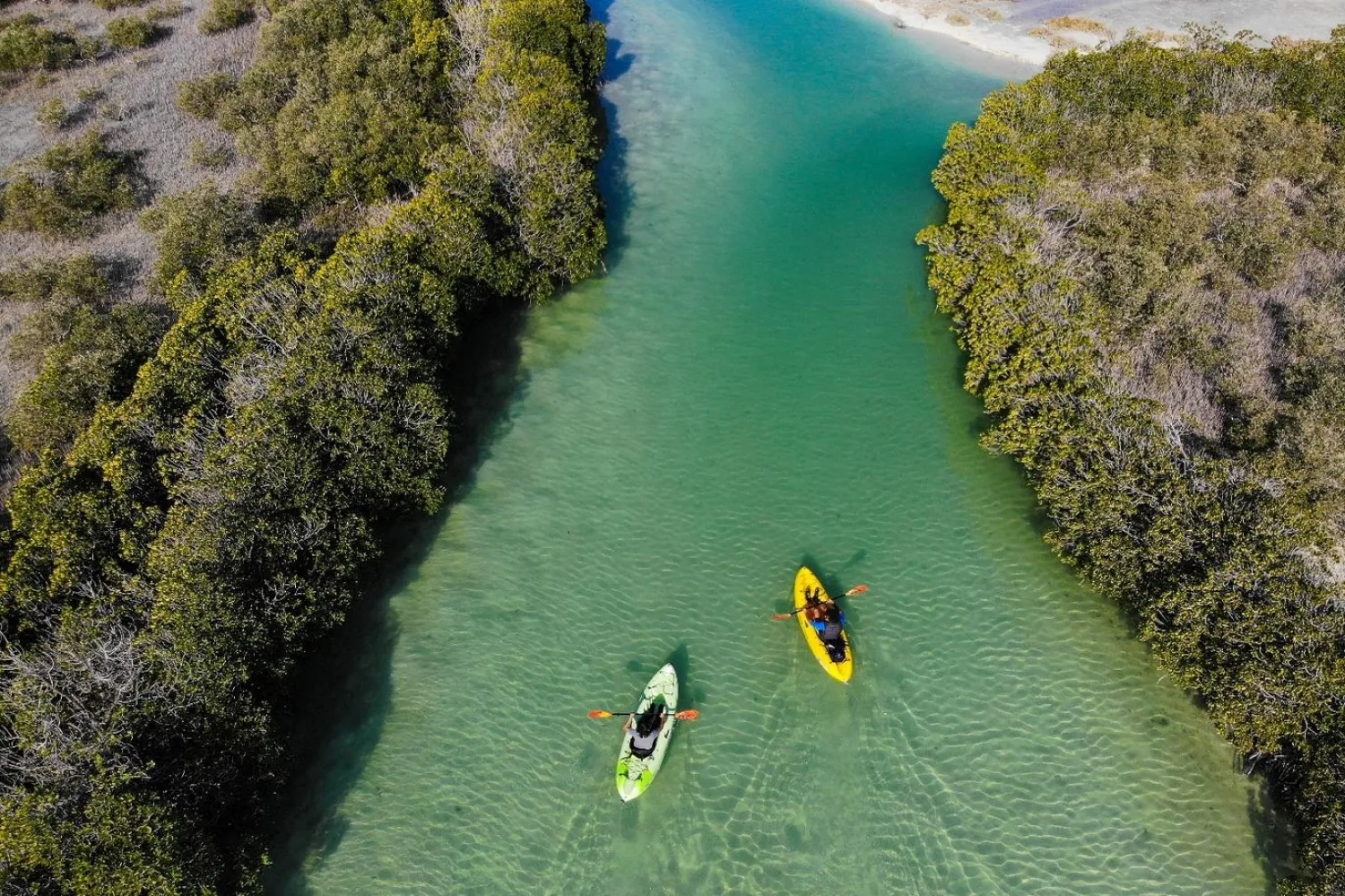 Kızıldeniz kıyısındaki mangrov ormanları (Kızıldeniz'i Geliştirme Şirketi)

