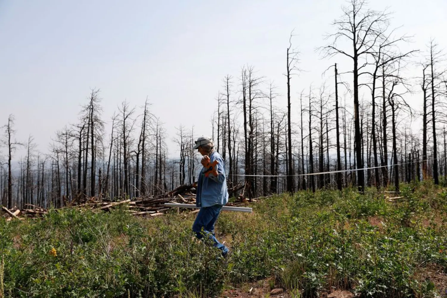 Tammy Parsons, nursery manager of the John T. Harrington Forestry Research Center, lays out a plot at an experiment site on Deer Lake Mesa in Cimarron, New Mexico, US, August 17, 2021. Picture taken August 17, 2021. REUTERS/Adria Malcolm