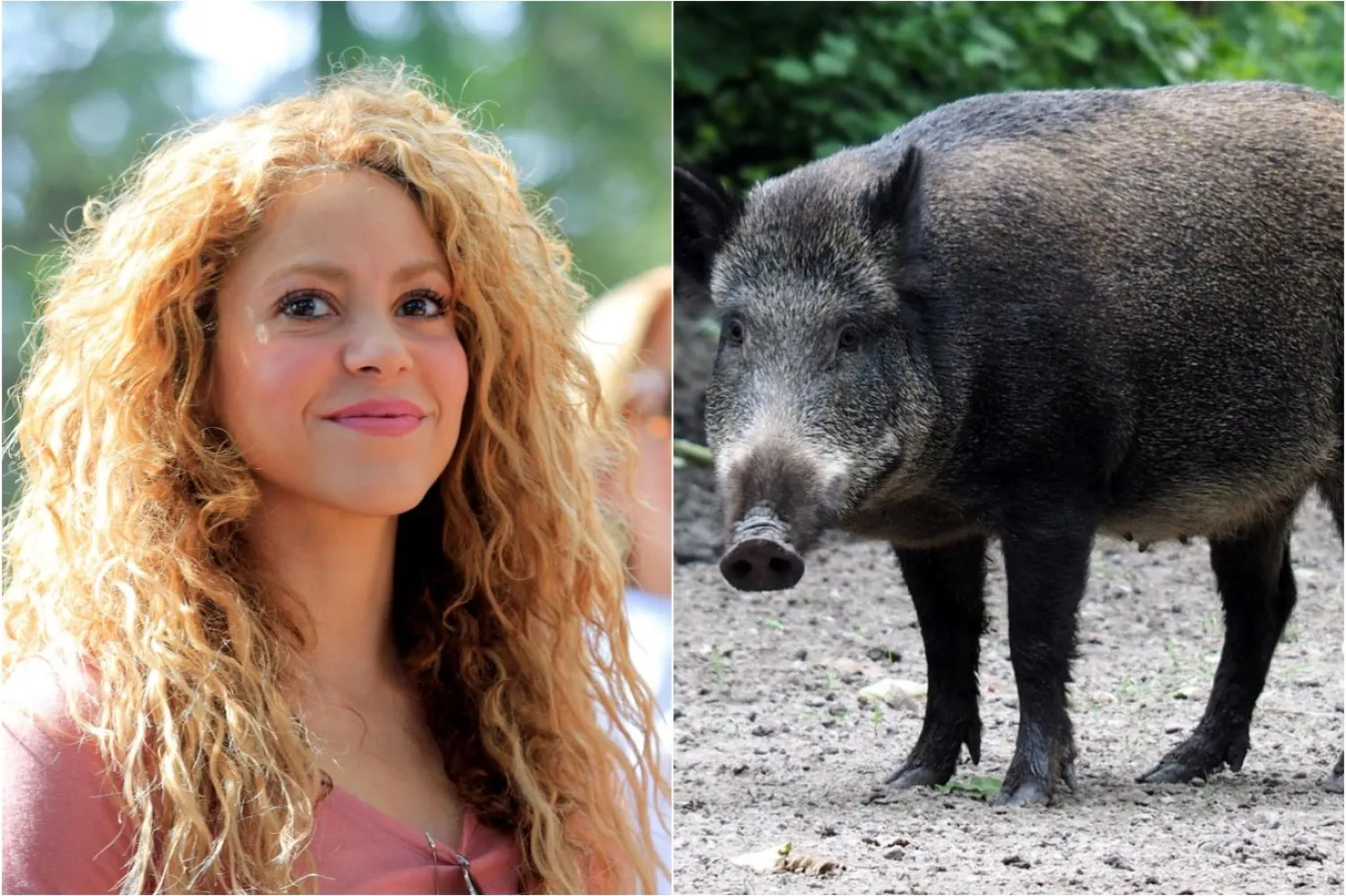 Shakira ve oğlu parkta yaban domuzlarının "saldırısına" uğramıştı (Kolaj: Reuters/Unsplash)