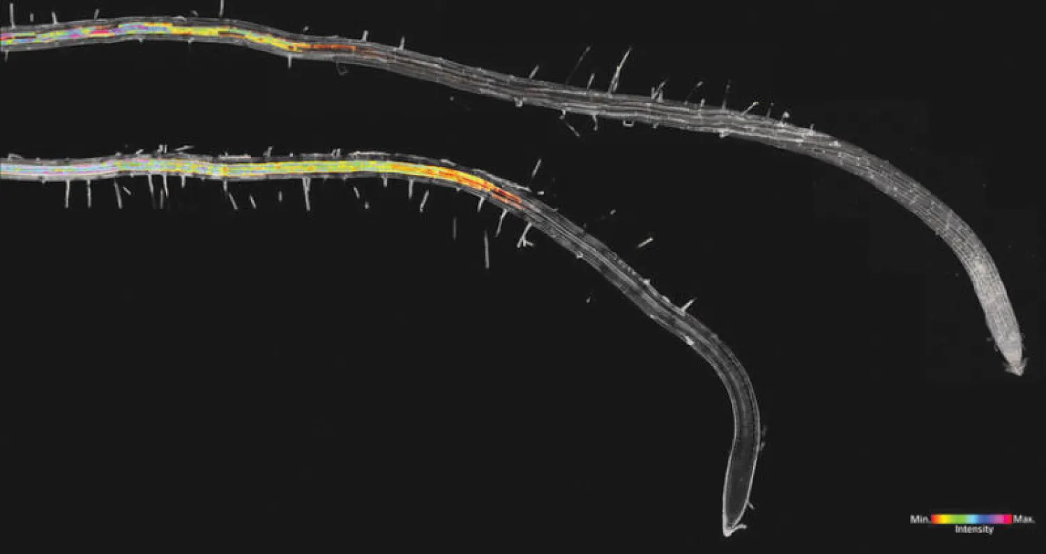شفافية جذور «أرابيدوبسيس ثاليانا» ساعدت على إجراء الدراسة (الفريق البحثي)