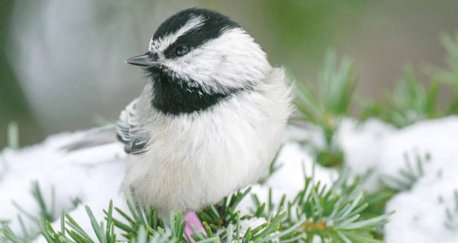 طائر القرقف (جامعة نيفادا)