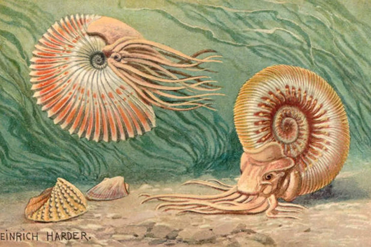 Yeni keşfedilen fosil örnekleri, boyu 1,7 metreye ulaşan ammonit türünün hem Avrupa hem de Amerika kıyılarında yaygın bulunduğunu ortaya çıkardı (Henrich Harder / Wikimedia Commons)

