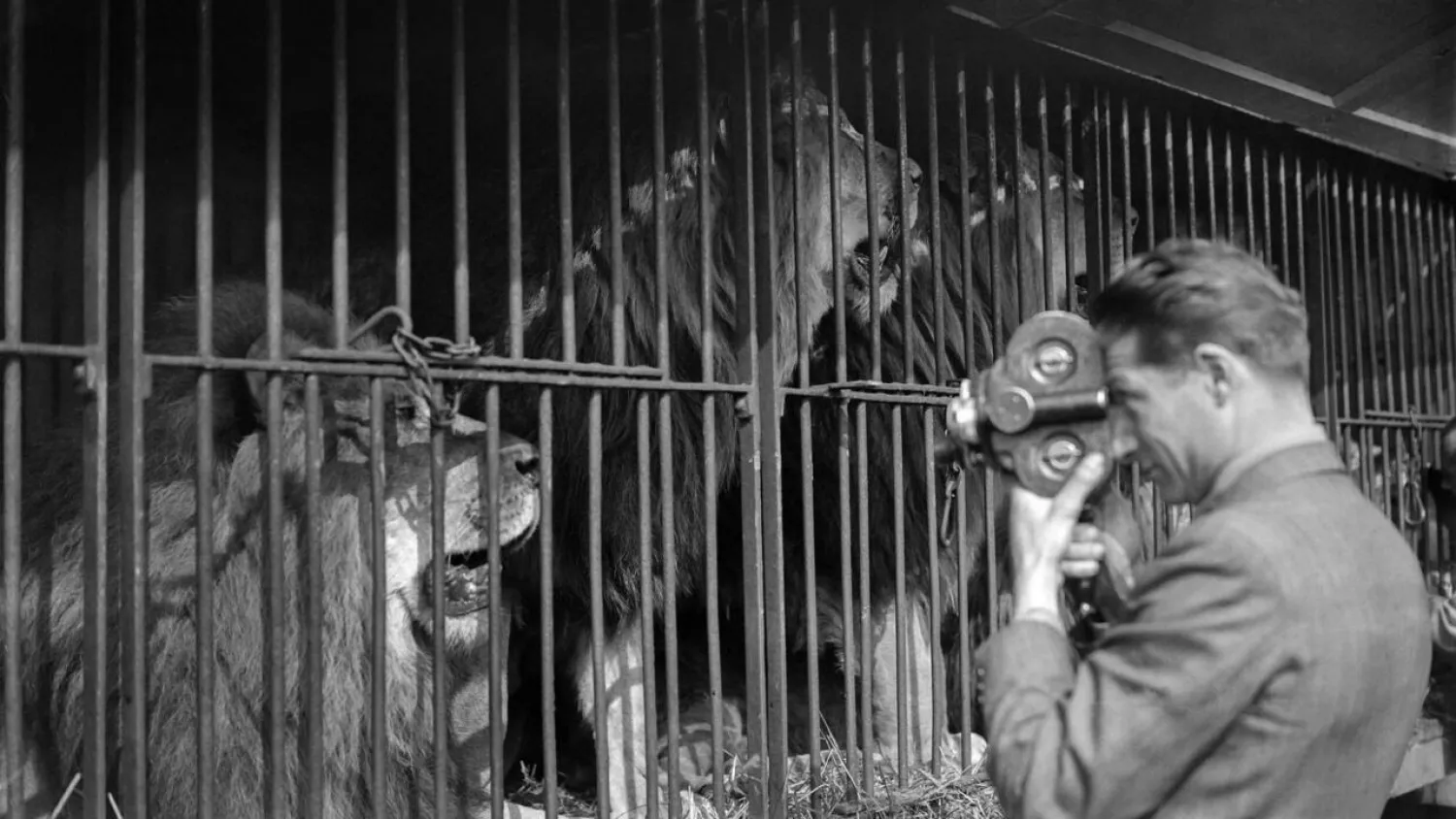 Consigned to history: The new law will ban use of lions such as these of the Amar Circus in 1946 Paris. - AFP
