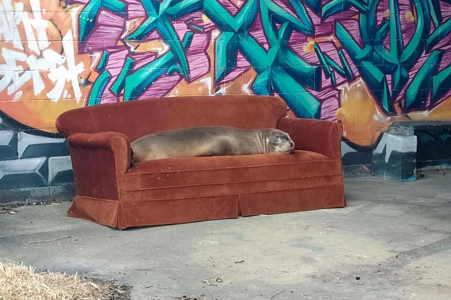 Yeni Zelanda'nın Kakanui kentinde bir denizaslanı kanepede uyurken görüntülendi. Denizaslanlarının eskiden üremek için geldiği bölgeler şu anda insan işgali altında ( Kylie Evans / Washington Post)

