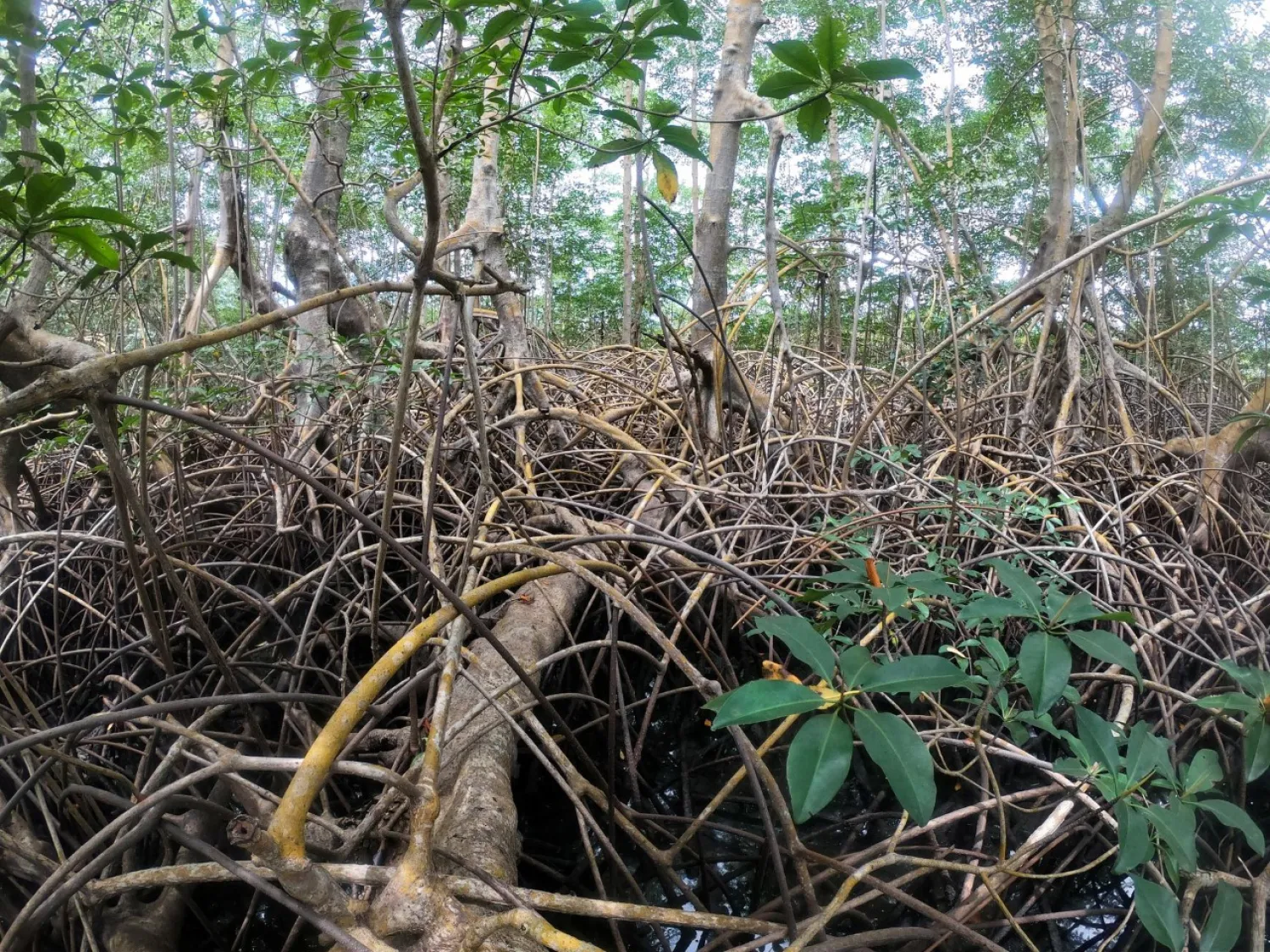 Mangrove trees and their roots are pictured in Pongara National Park, Gabon, October 15, 2021. REUTERS/Christophe Van Der Perre