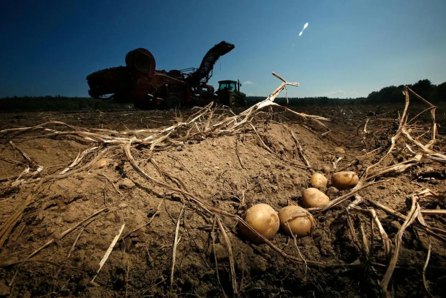 Potatoes await harvesting at Green Thumb Farms, Sept. 27, 2017, in Fryeburg, Maine. (AP)