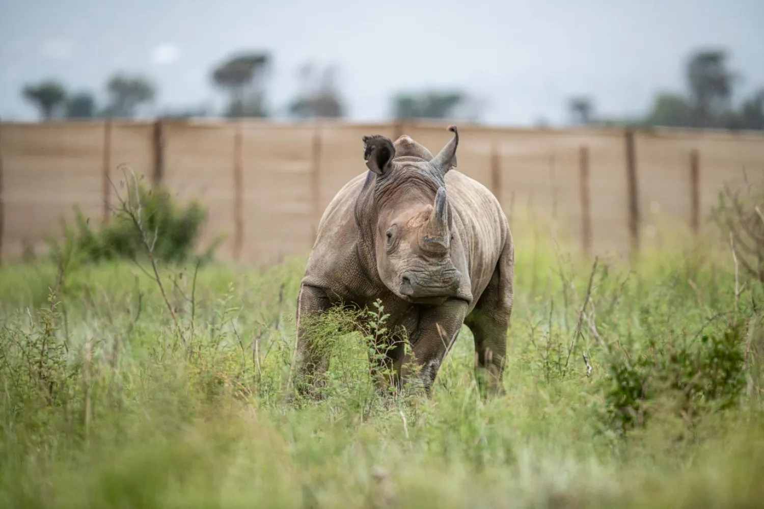 Kaçak avcılar, beyaz gergedanları boynuzları yüzünden avlıyor (African Parks)

