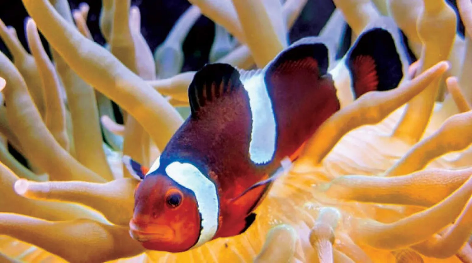 التلوث يؤثر على تكاثر سمكة «المهرج»