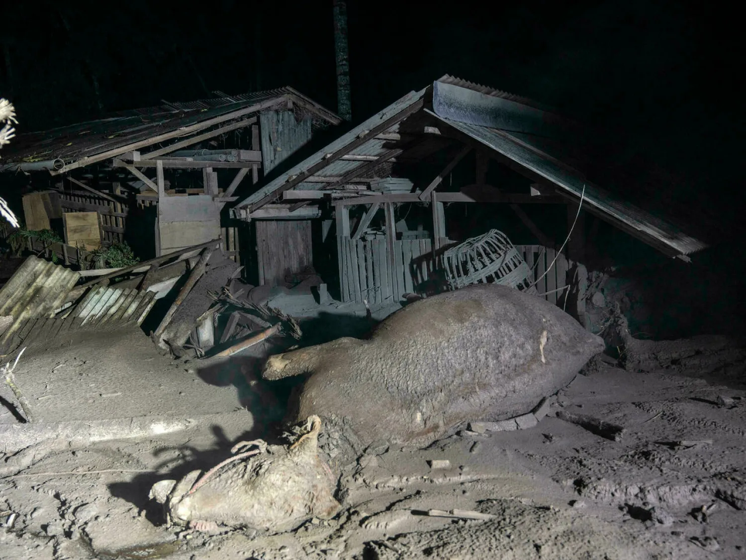 The eruption left at least 11 villages coated in volcanic ash, submerging houses and smothering livestock JUNI KRISWANTO AFP
