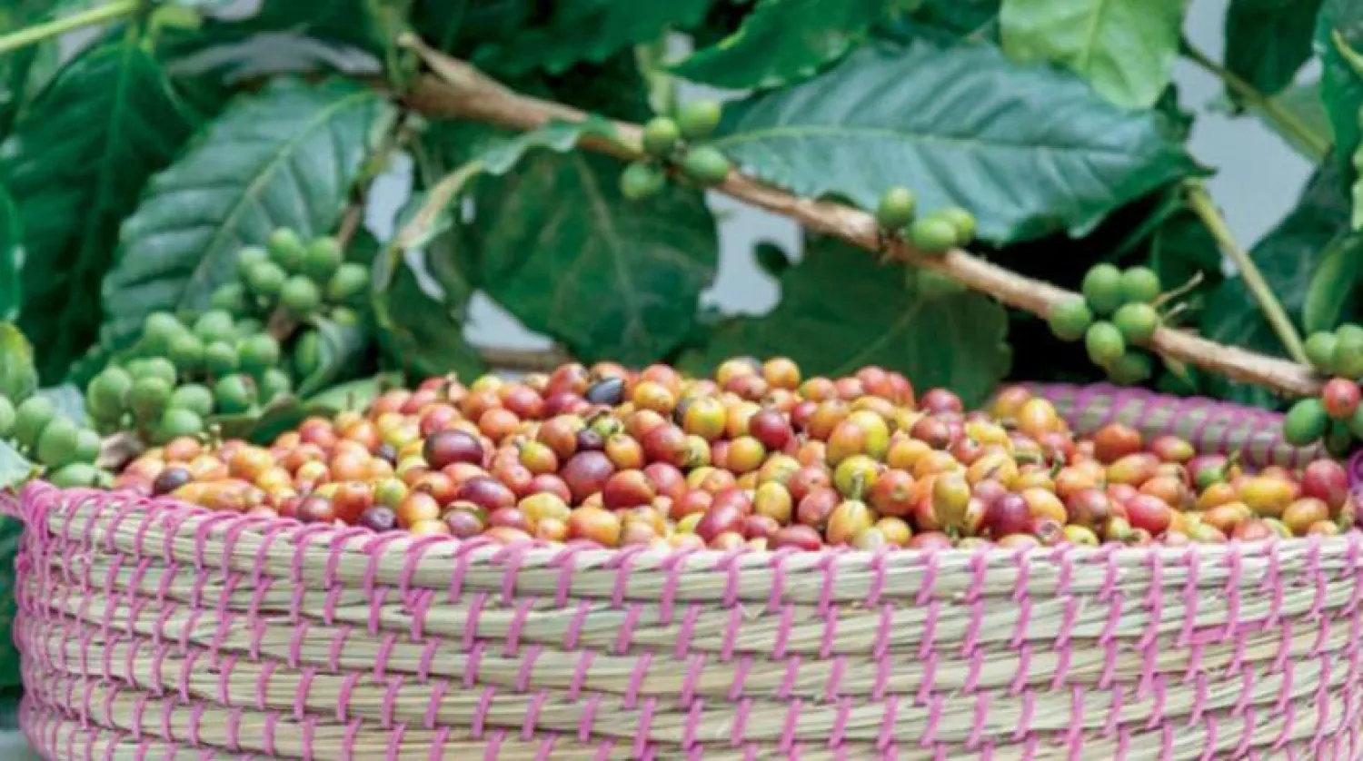 Saudi Arabia continues its efforts to encourage local coffee cultivation and production. (Asharq Al-Awsat)