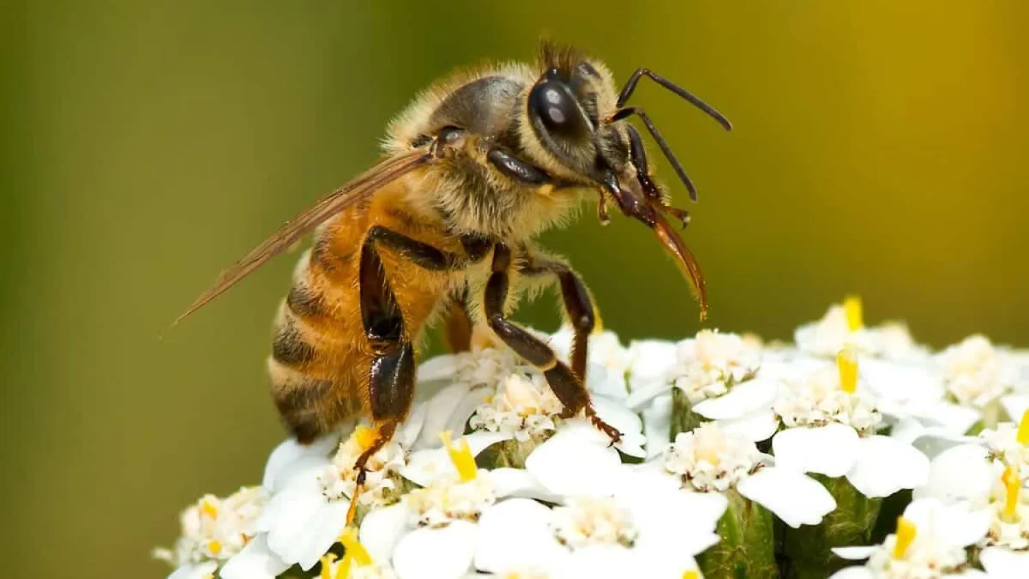 The western honeybee is used for crop pollination and honey production throughout most of the world and has a remarkable capacity for surviving in vastly different environments. (Getty Images)