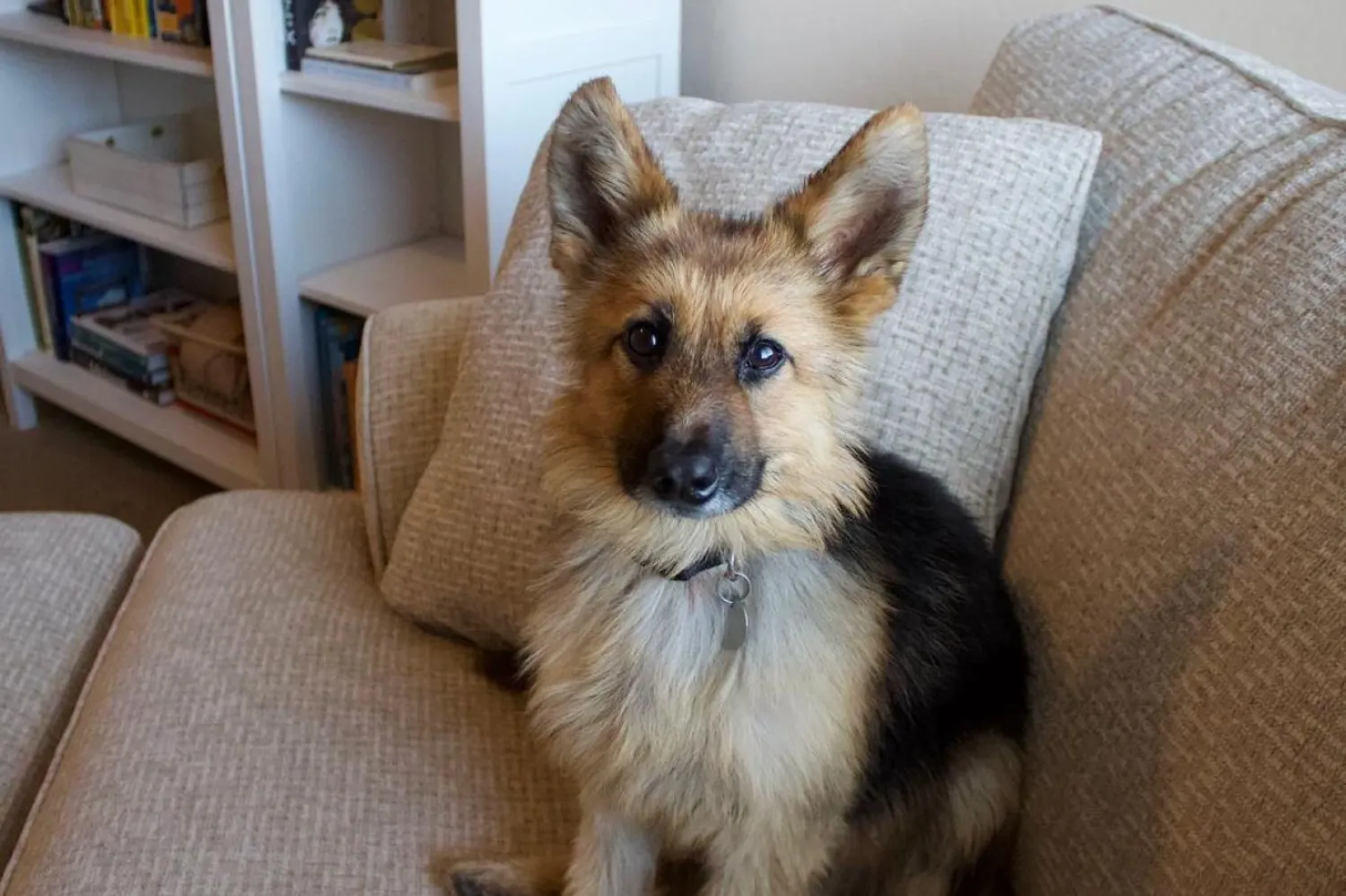 Alman kurdu Ranger (Instagram/ranger_thegshepherd)