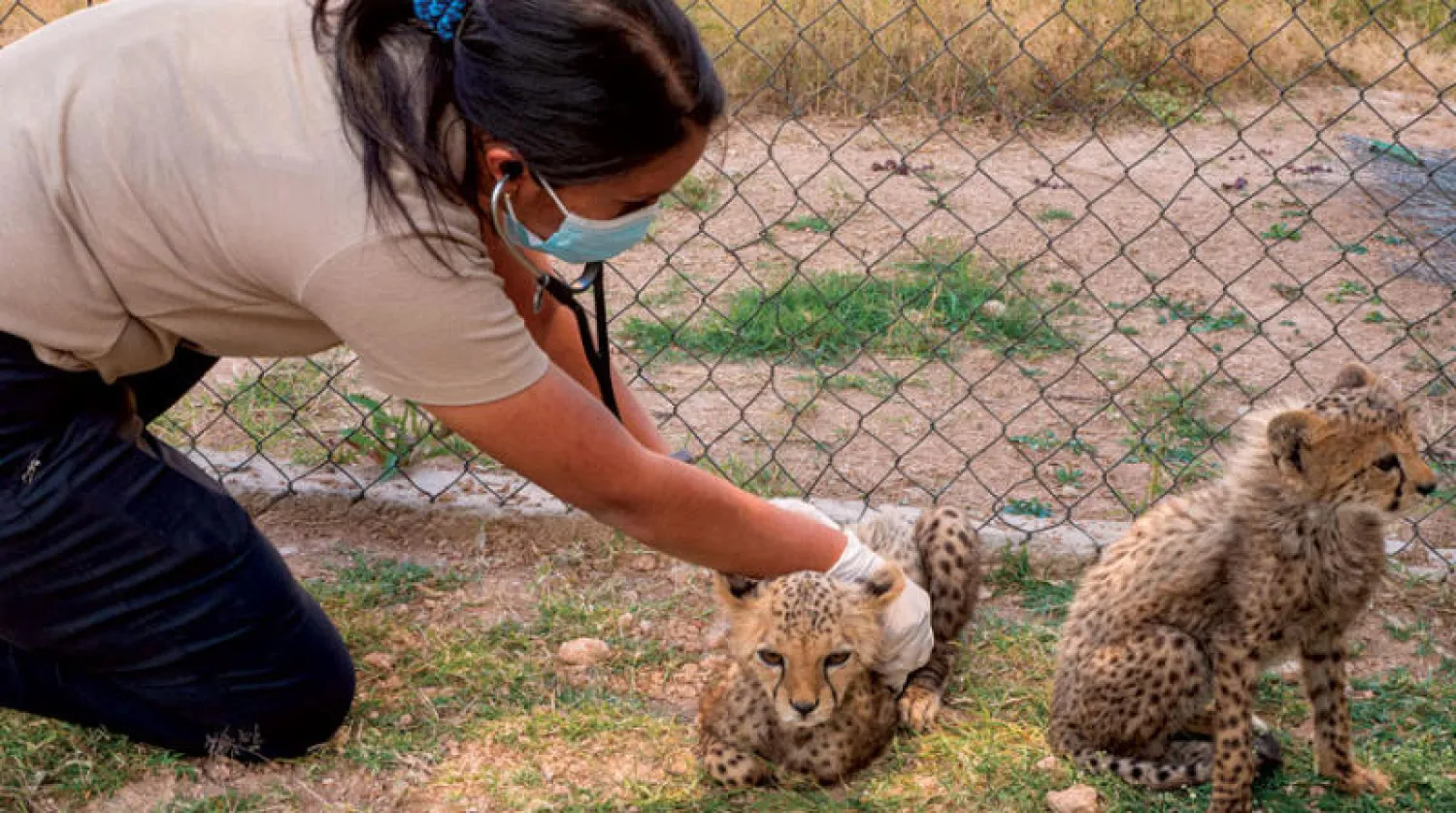 طبيبة بيطرية تعالج شبل فهد تم إنقاذه من المهربين في هرغيسا بأرض الصومال (رويترز)
