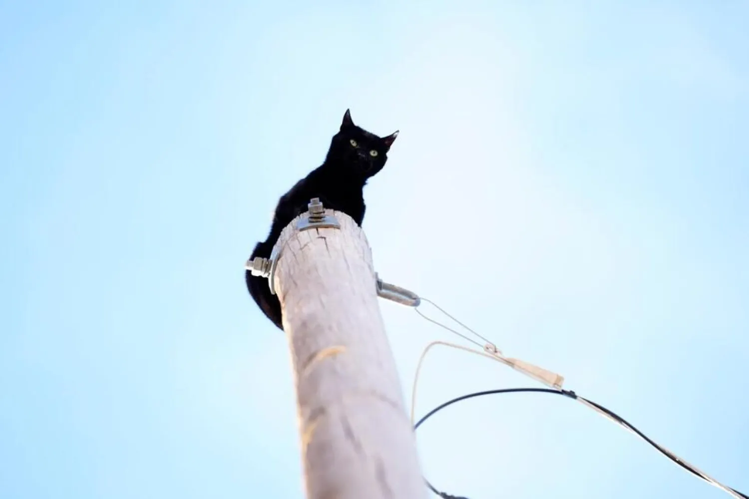 Aurora firefighters rescue Panther, a local cat who's been stuck on top of a 36-foot-high light pole for days, possibly four days on Friday, Dec. 10, 2021 in Aurora, Colo. (AP)