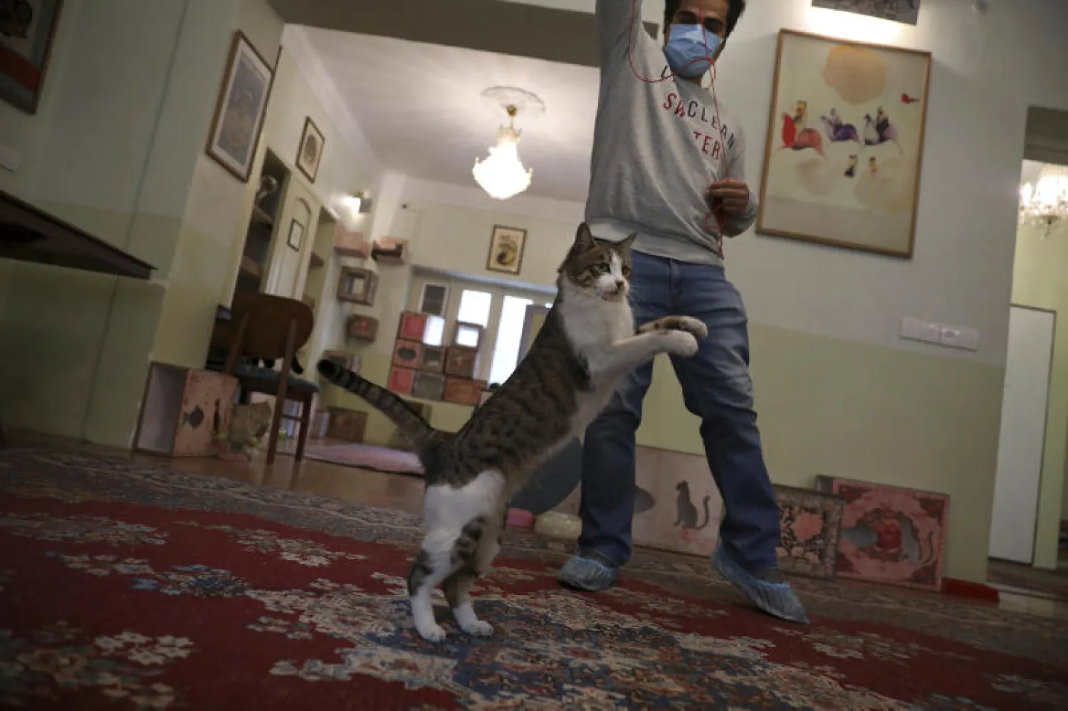 زائر يلعب مع قطة في متحف القط الفارسي في طهران (أ.ب)