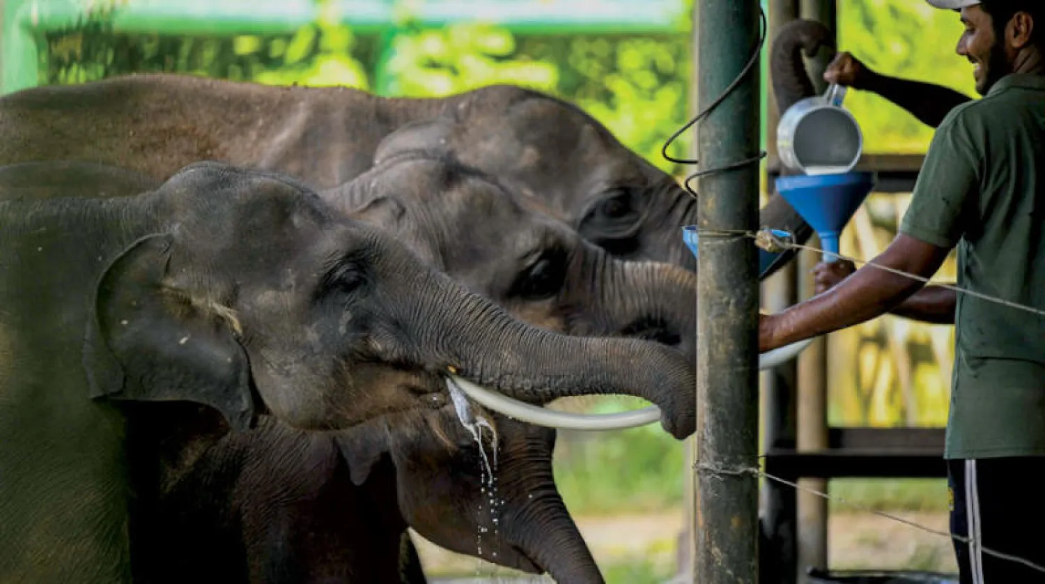 وجود الفيلة المسنة مفيد لسلامة القطيع (أ.ف.ب)