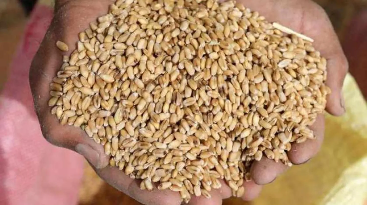 Image used for illustrative purpose. A farmer displays wheat grains at a field in the Beheira Governorate, Egypt May 3, 2018. REUTERS/Mohamed Abd El Ghany
