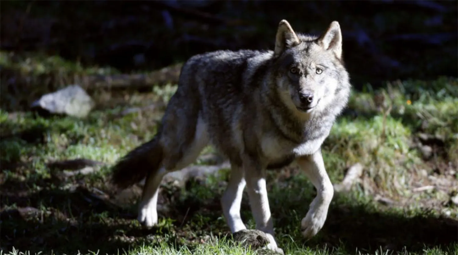 إغلاق حديقة حيوانات فرنسية بعد هروب ذئاب