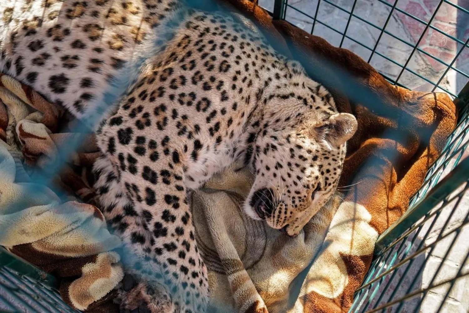 A leopard that underwent hind leg amputation surgery lies in a cage at the Duhok Zoo in the north of Iraq's northern autonomous Kurdish region on December 31, 2021. (Photo by Ismael ADNAN / AFP)