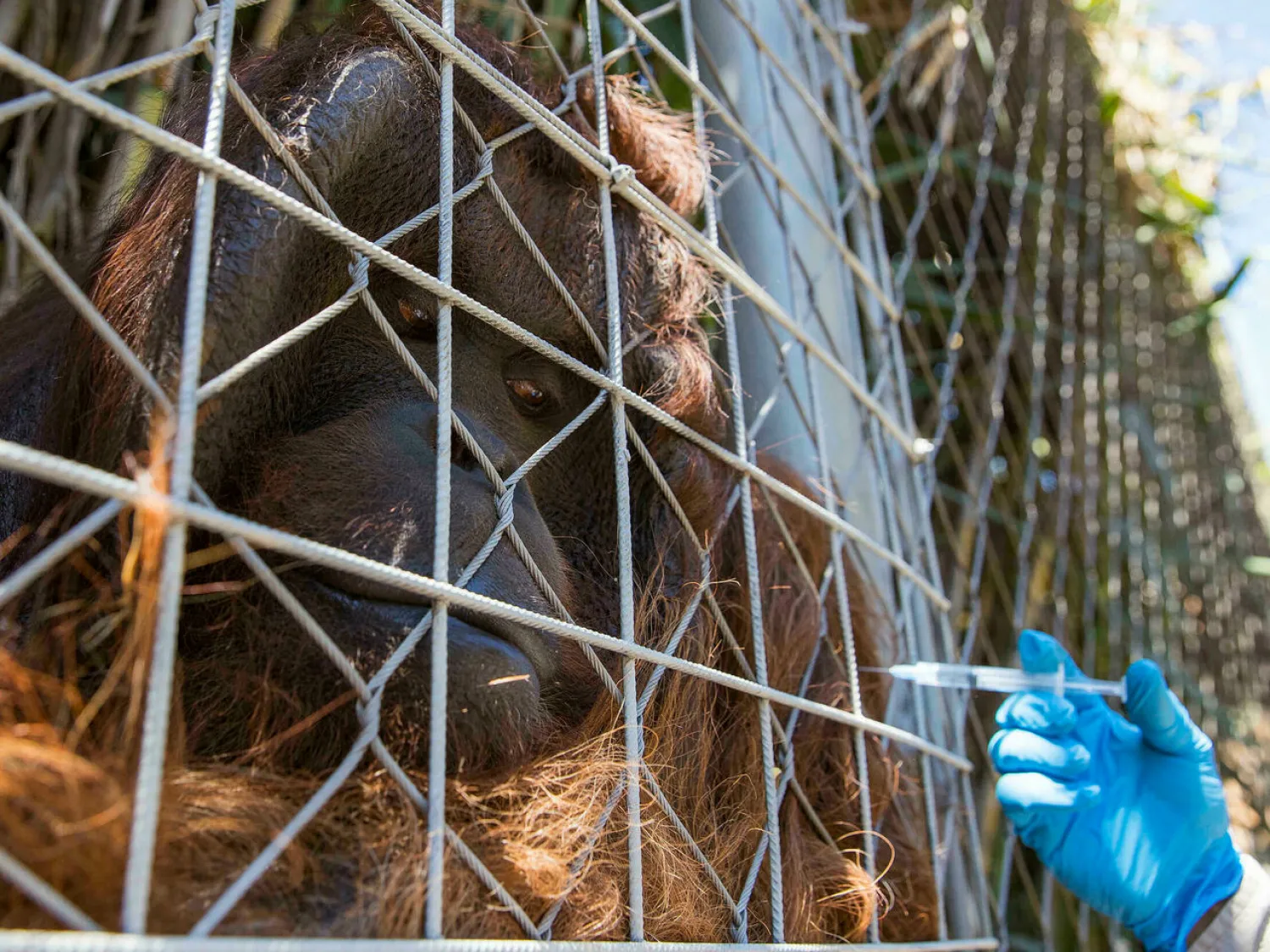 Bornean orangutan Sandai receives his second dose of an animal coronavirus vaccine at the Buin Zoo in Chile. JAVIER TORRES AFP
