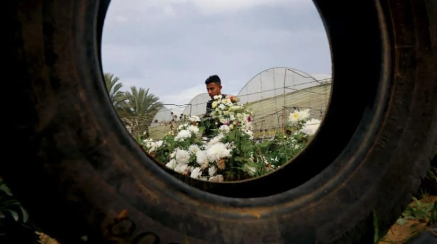 Han Yunus’ta Filistinli bir çiftçi, pazarda satmak için hasat ettiği çiçeklerini taşıyor (AFP)