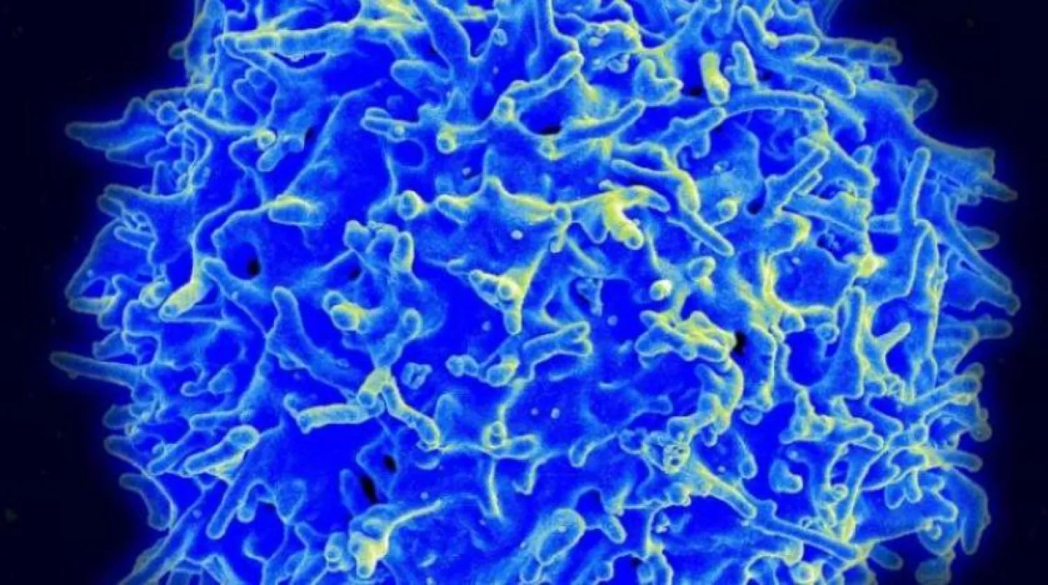 T hücrelerinin mikrografı (AFP)