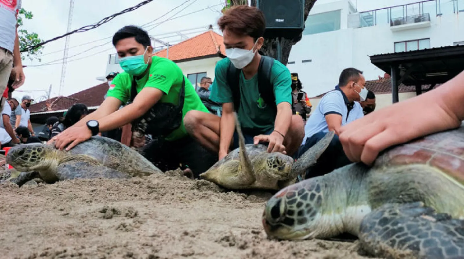 متطوعون يستعدون لإطلاق السلاحف في شاطئ كوتا بجزيرة بالي (رويترز)