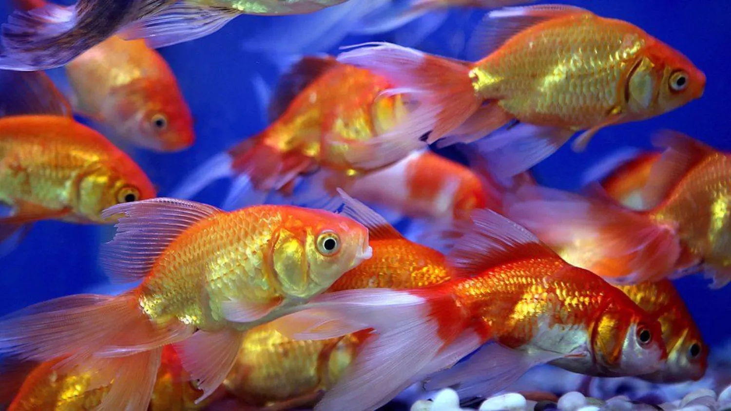 Goldfish are capable of navigating on land, Israeli researchers have found, after training fish to drive. (Getty Images)