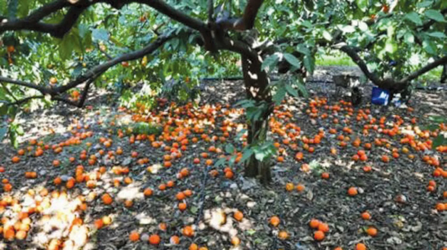 مزارعو الحمضيات في الساحل السوري يمتنعون عن قطف ثمارهم وجني محاصيلهم بسبب تدني ثمنها وارتفاع أجور قطافها وتسويقها (الشرق الأوسط)