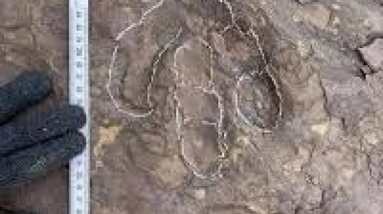 Çin’in güneyinde Kretase dönemine ait dinozor ayak izleri bulundu