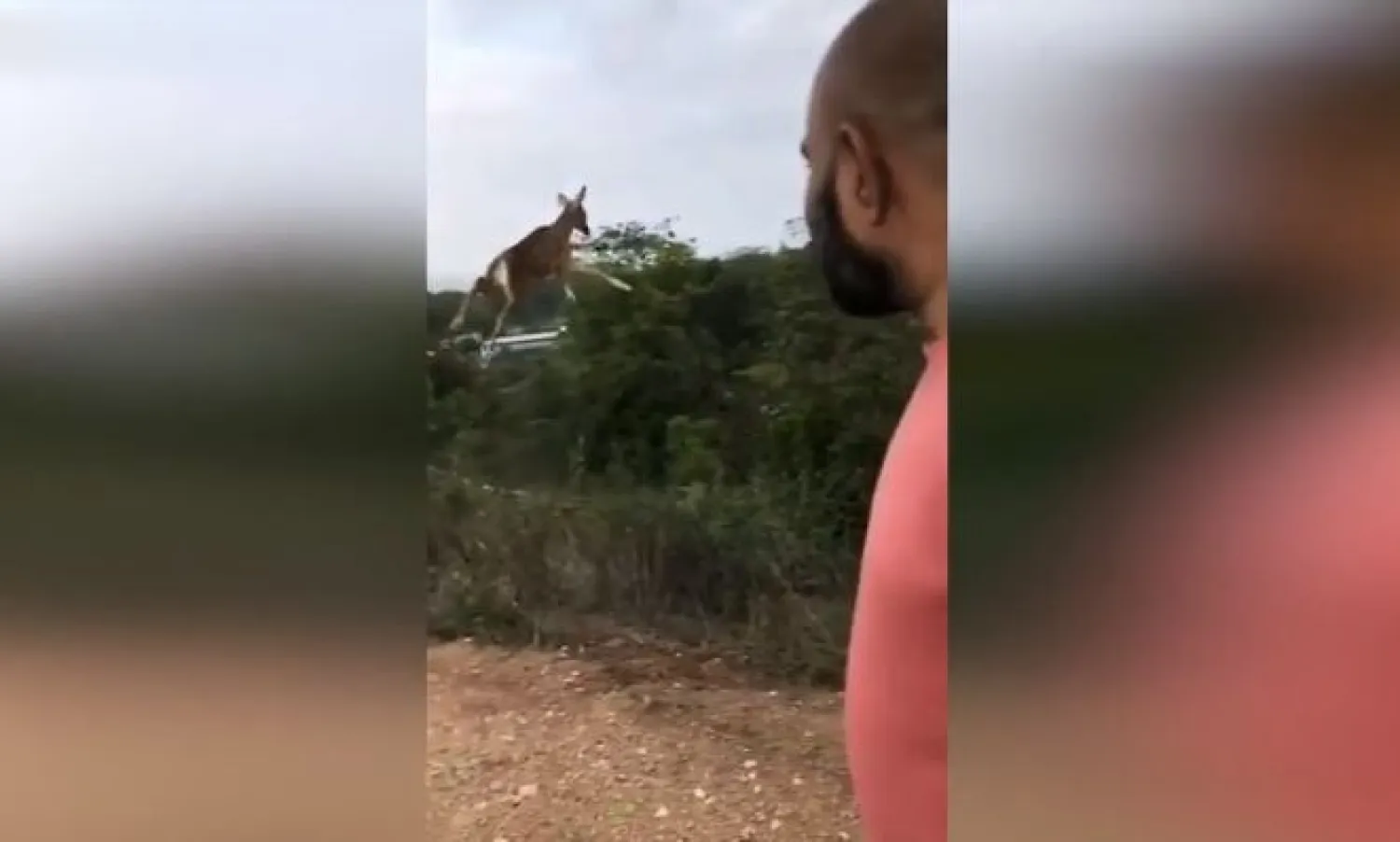 Hindistan'daki "uçan" geyik, zıplayış mesafesiyle görenleri şaşırttı