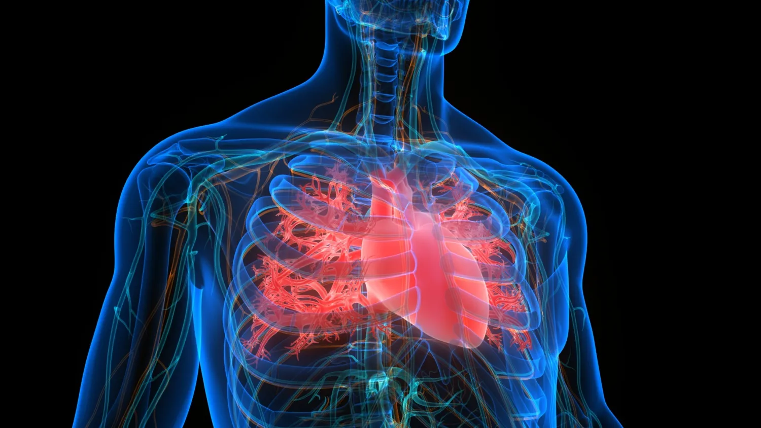  Illustration of a human heart (magicmine; iStock by Getty ImageS)
