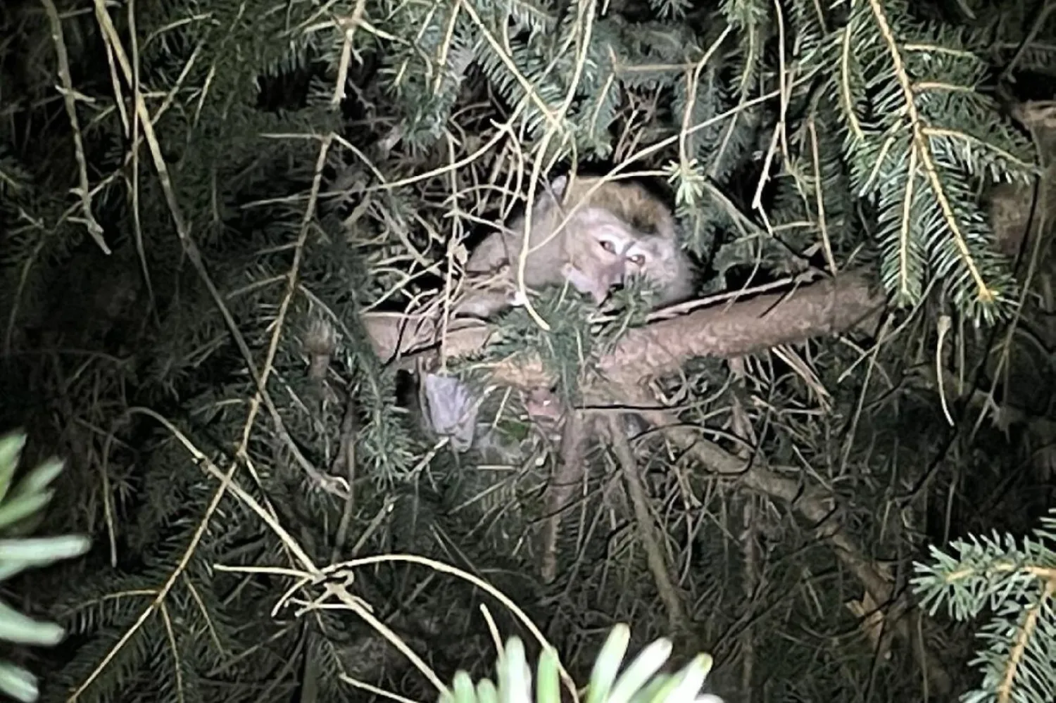 Primatlar kaza sırasında CDC onaylı bir laboratuvara taşınıyordu (PBS)