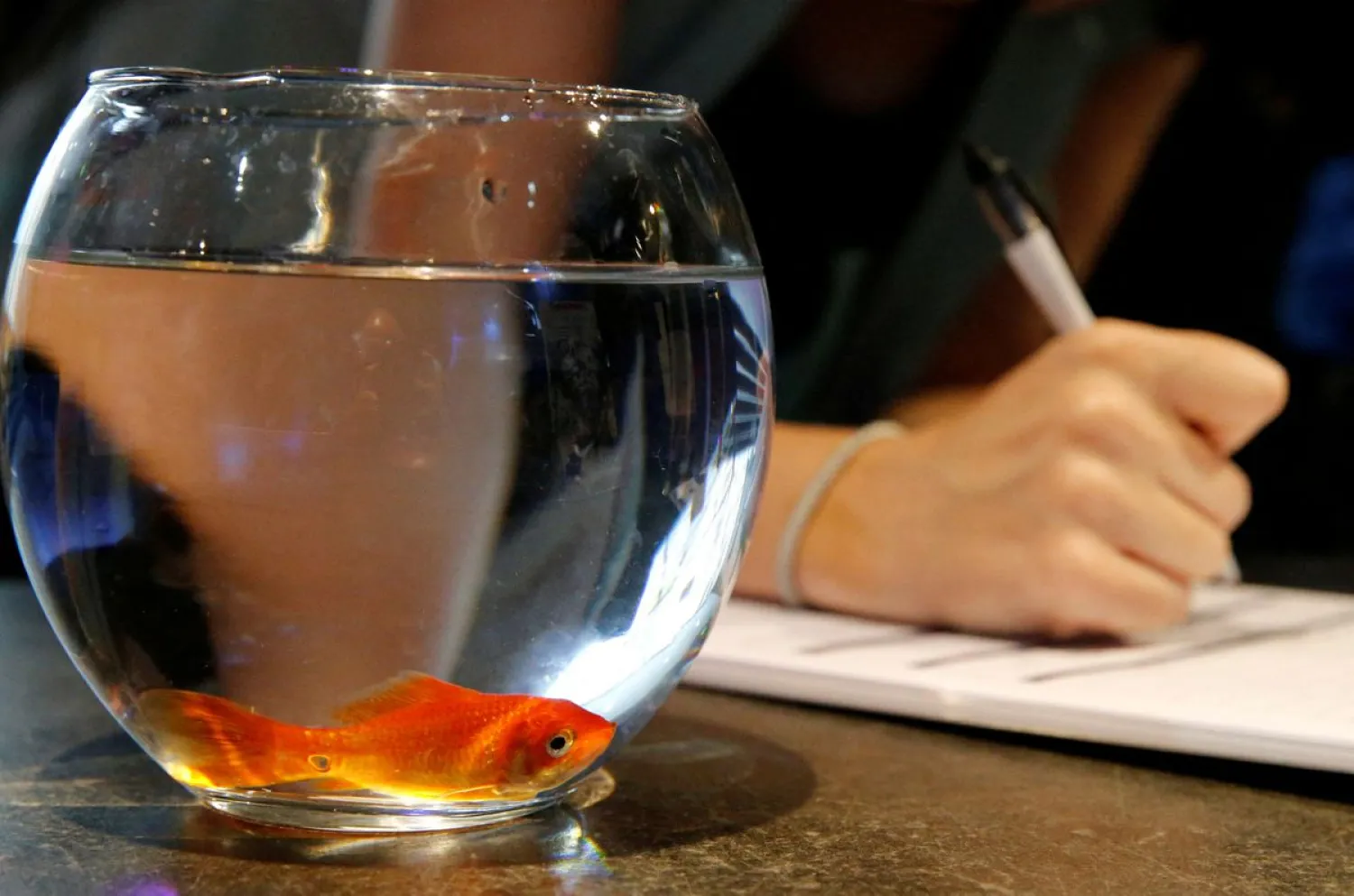 Emie Le Fouest from Paris brings her goldfish named "Luiz Pablo" to Paris aquarium as part of an operation launched to take care of hundreds of goldfish abandoned by French holiday-makers, in Paris, France, August 20, 2018. (Reuters)